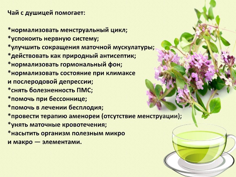 Полезные свойства душицы