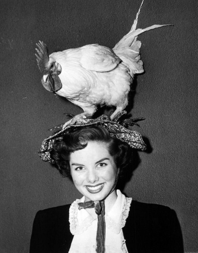 Зачем европейские женщины носили чучела птиц на голове и чем это обернулось? Рассказываю