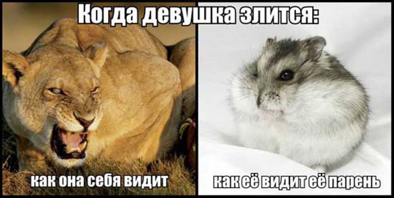 Смешные картинки про женщин))