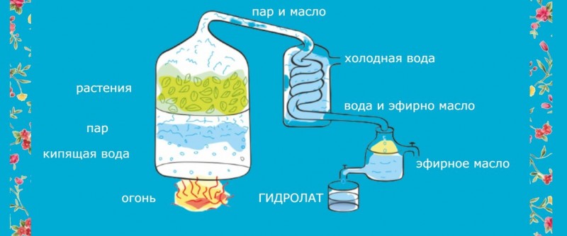 При большом желании можно купить оборудование домой и делать гидролаты самим.