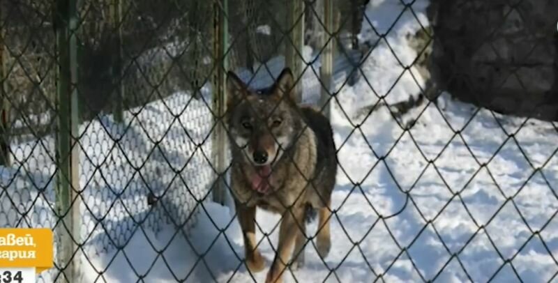 В Болгарском городе Хасково, сбежавшая из зоопарка волчица укусила женщину в городском парке.