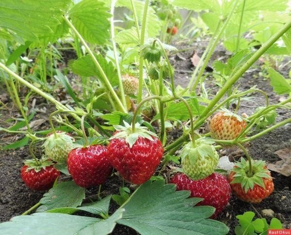 Рассказываю, чем отличаются мужские кусты Клубники от Женских, и как я научилась их Различать?