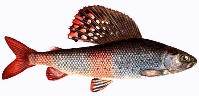 Быстрый и верткий хариус отличается своей красотой даже среди лососевых рыб. Его идеальное