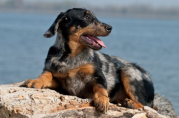 Босерон – превосходная сторожевая собака, отличающаяся высоким интеллектом и красотой.