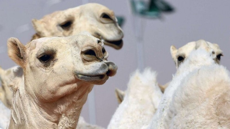 В Саудовской Аравии верблюдов исключили из конкурса красоты из-за ботокса