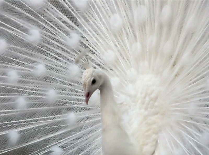 Животных-альбиносы удивительной красоты