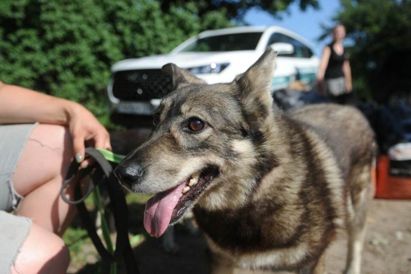 Женщина подала в суд на соседку из-за лая собаки в Петербурге Юлия ПЫХАЛОВА